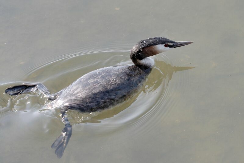 Great Crested Grebe