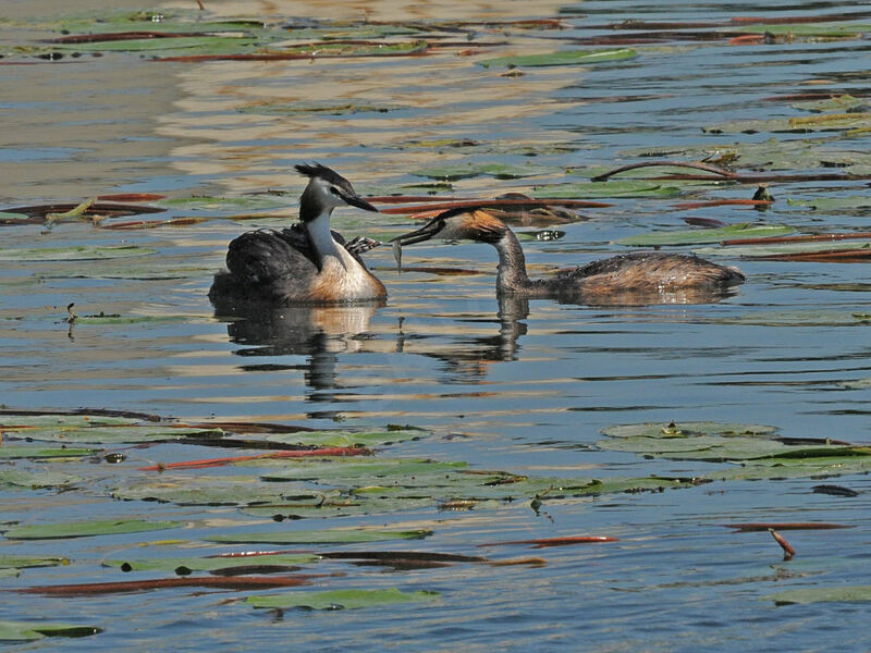 Great Crested Grebe