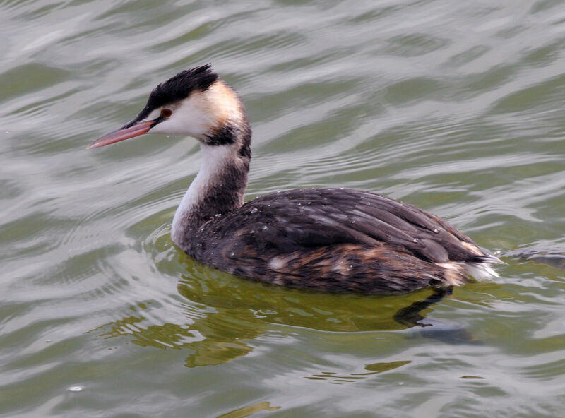 Great Crested Grebe