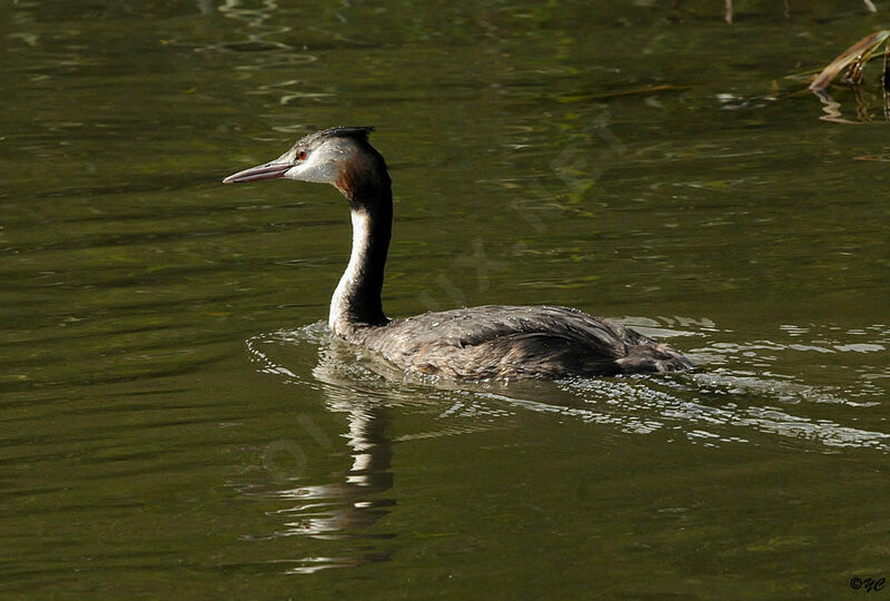 Great Crested Grebe