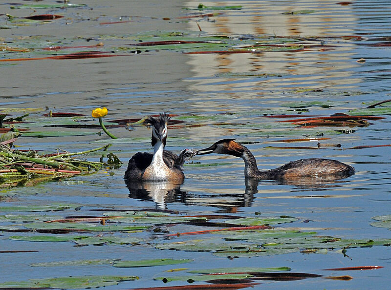 Great Crested Grebe