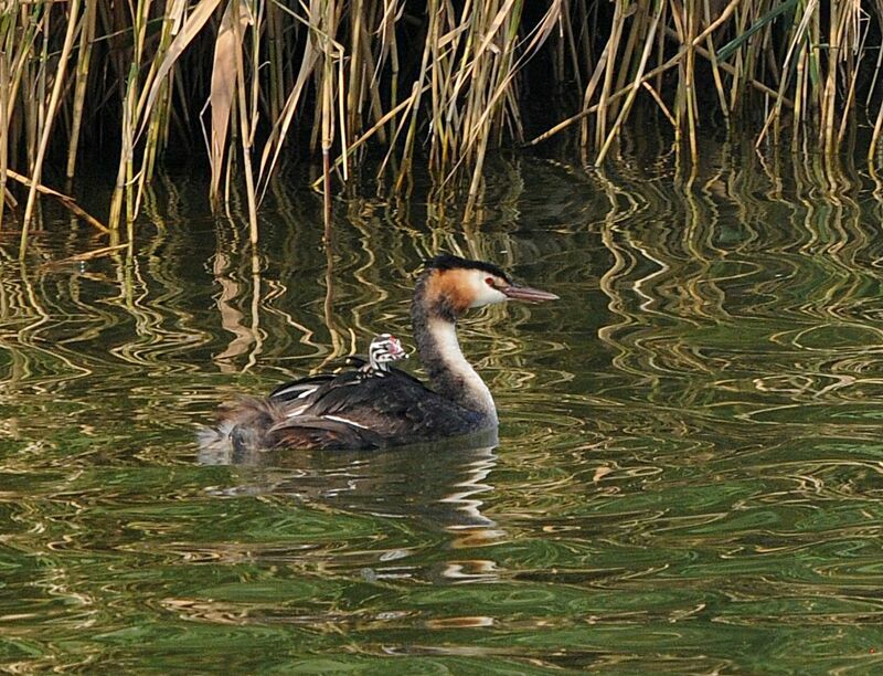 Great Crested Grebe