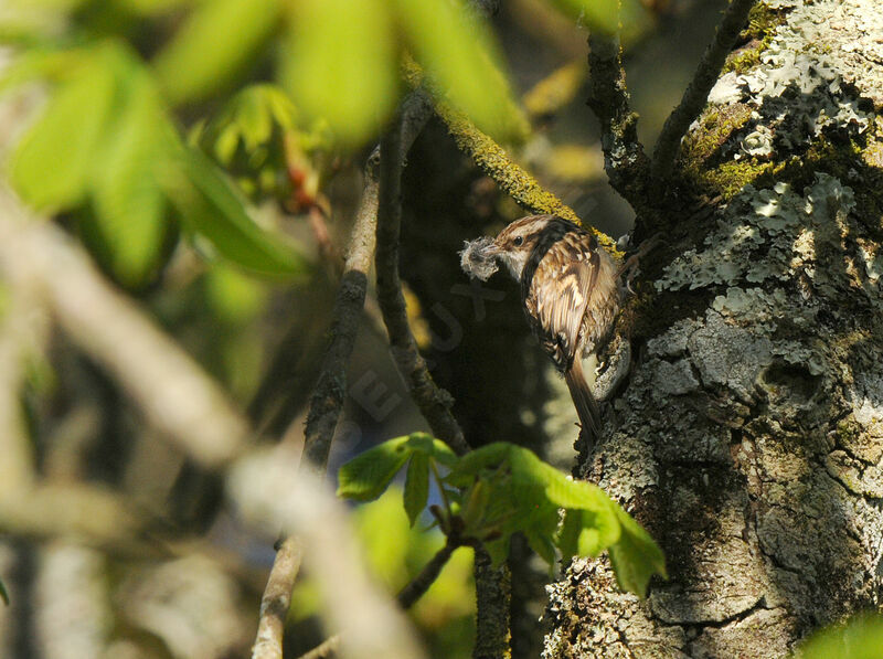 Short-toed Treecreeperadult breeding