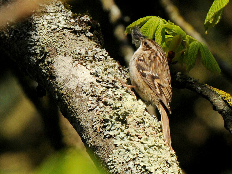 Short-toed Treecreeperadult breeding, Reproduction-nesting