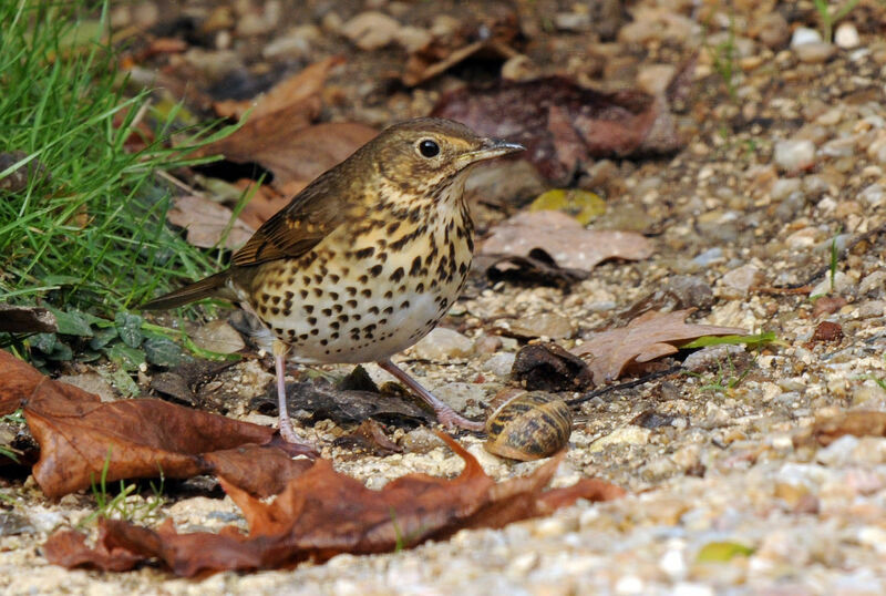 Song Thrush, eats