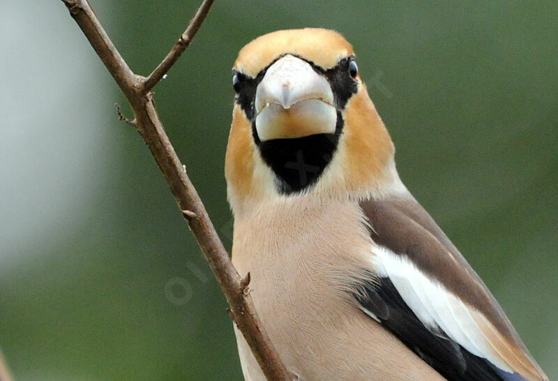 Hawfinch