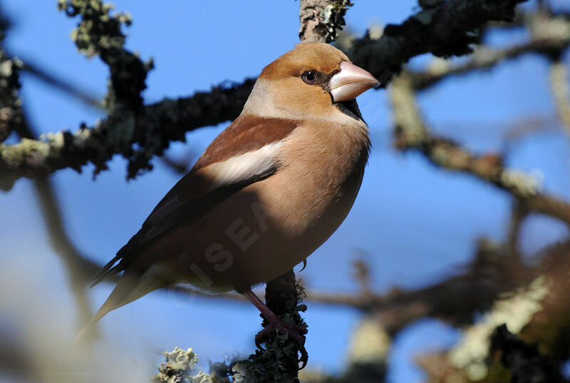 Hawfinch female adult