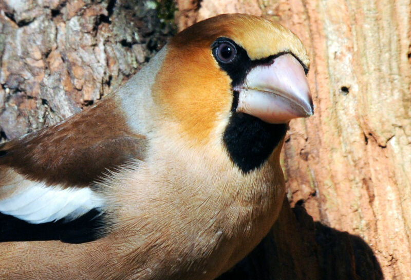 Hawfinch