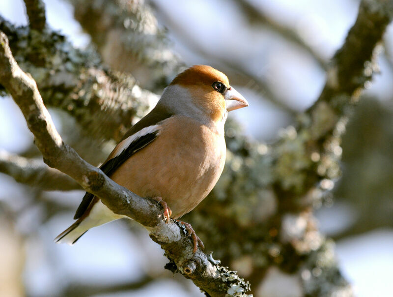 Hawfinch male adult