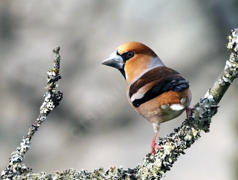 Hawfinch male adult