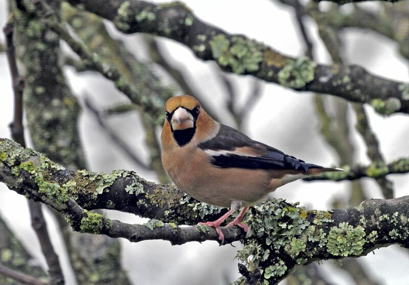 Hawfinch male adult post breeding