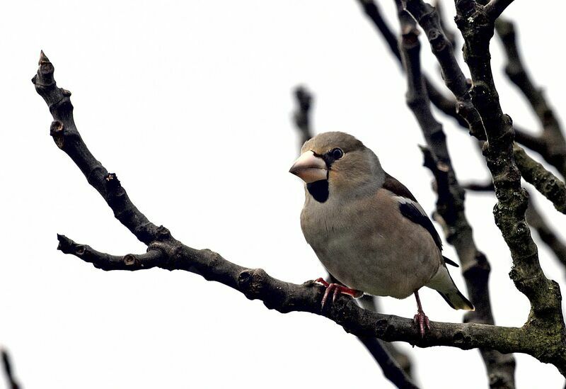 Hawfinch