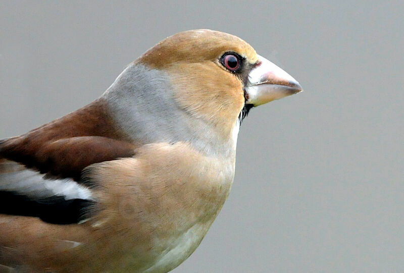 Hawfinch