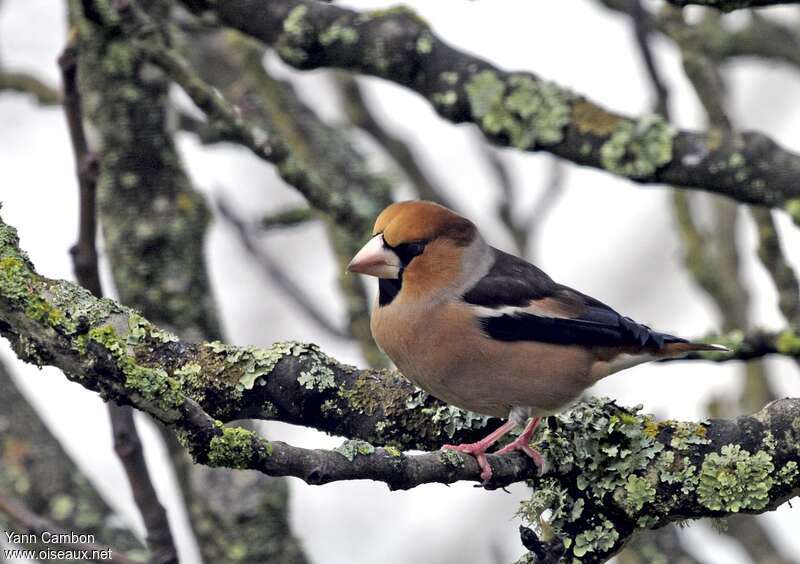 Hawfinch male adult post breeding