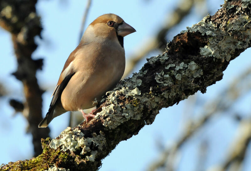 Hawfinch