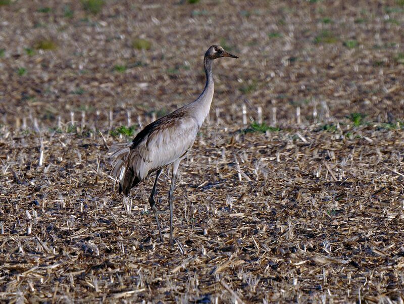 Common Craneimmature