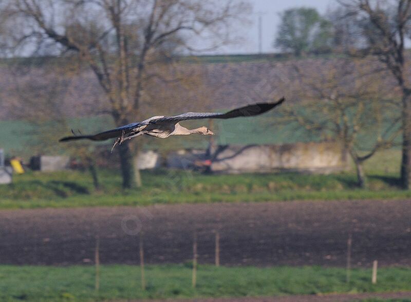 Common Crane