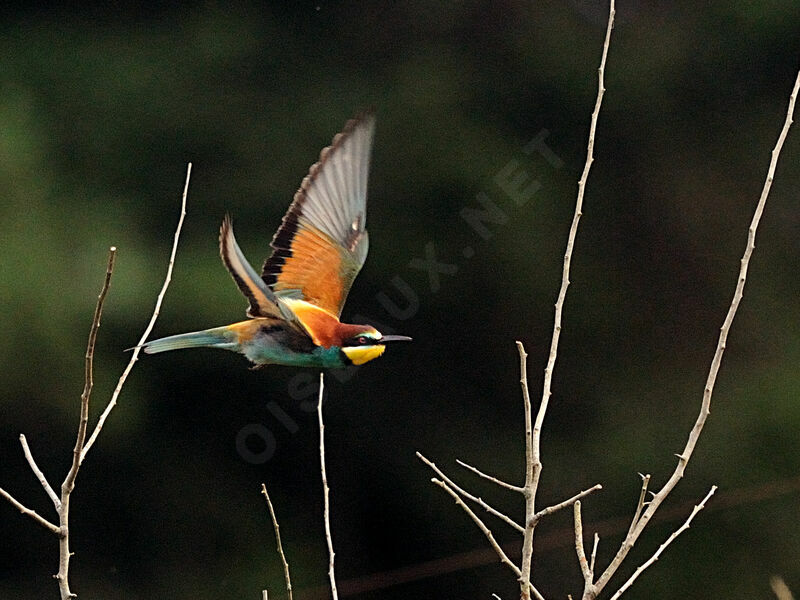 European Bee-eater male adult breeding