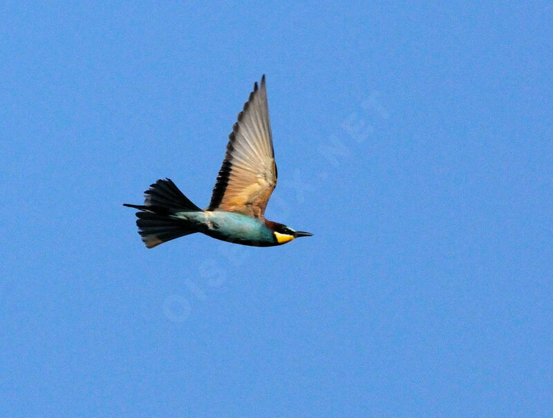 European Bee-eater