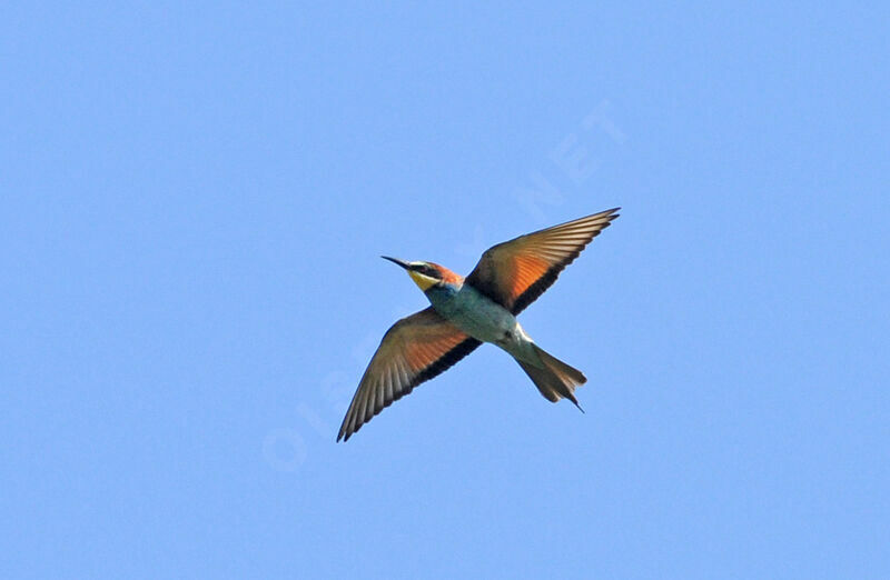 European Bee-eater