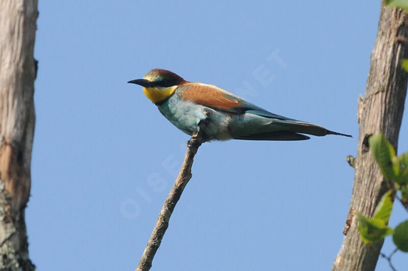 European Bee-eater