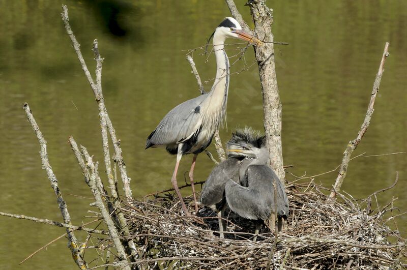 Grey Heron adult, identification