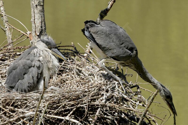 Grey Heronjuvenile