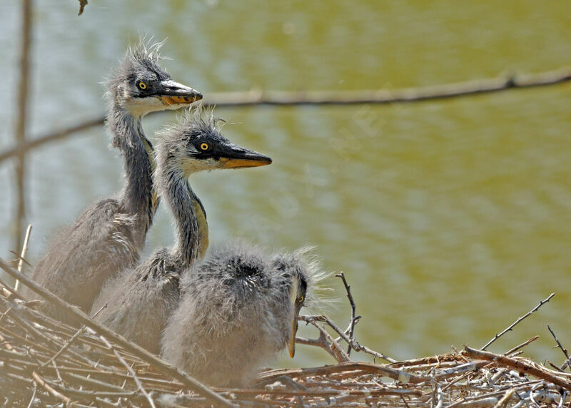 Grey Heronjuvenile