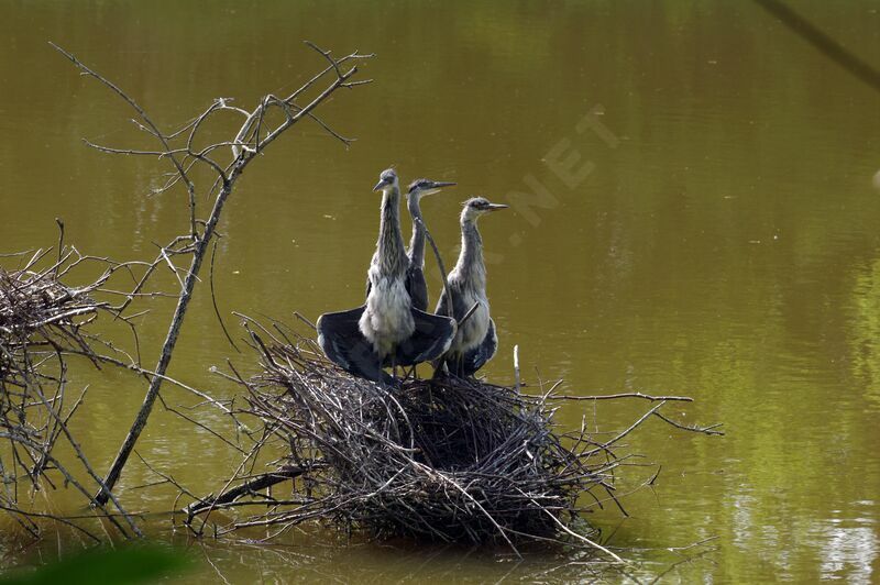 Grey Heron