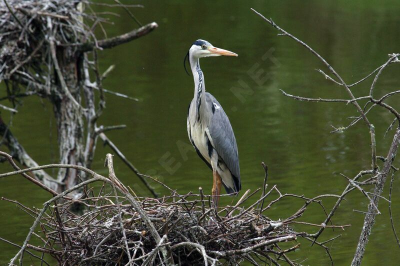 Grey Heron female adult