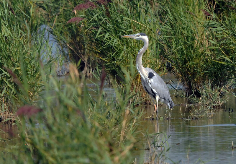 Grey Heron