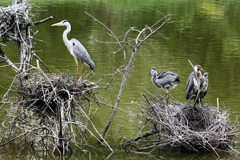 Grey Heron