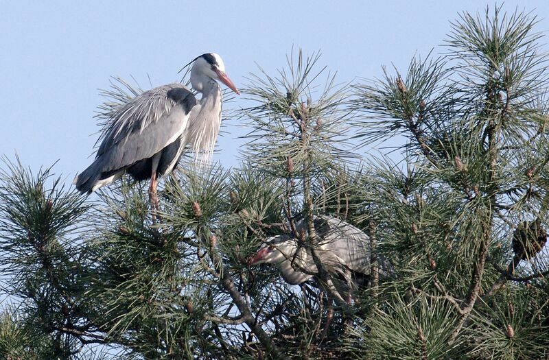 Grey Heron