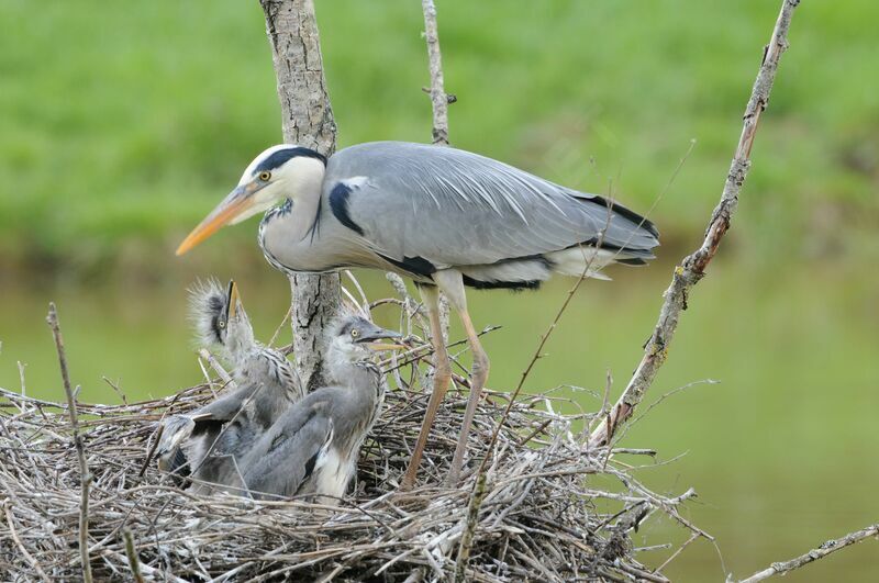 Grey Heron