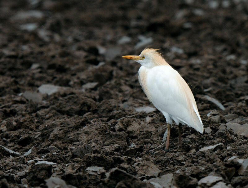 Western Cattle Egret