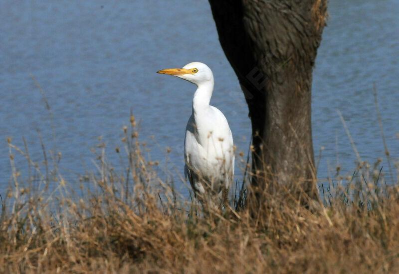 Western Cattle Egret