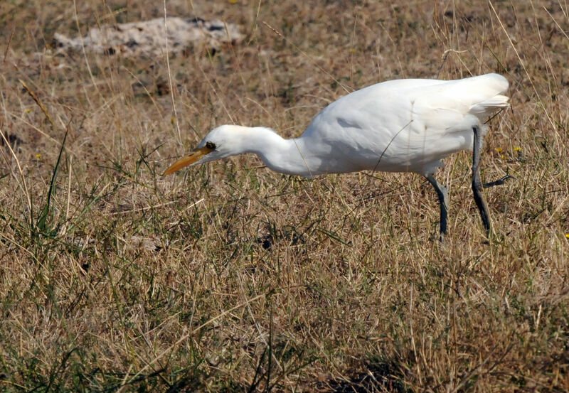 Western Cattle Egret