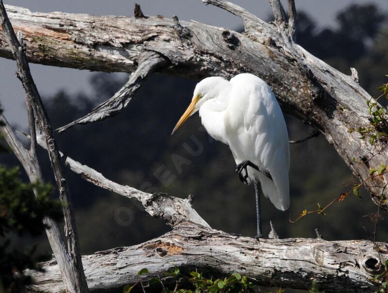 Medium Egret