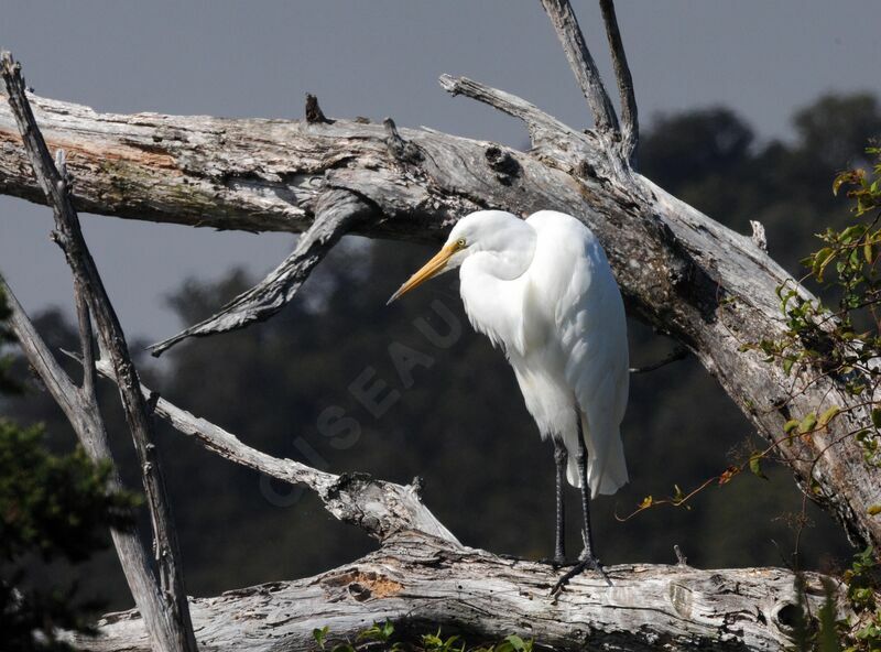 Plumed Egret