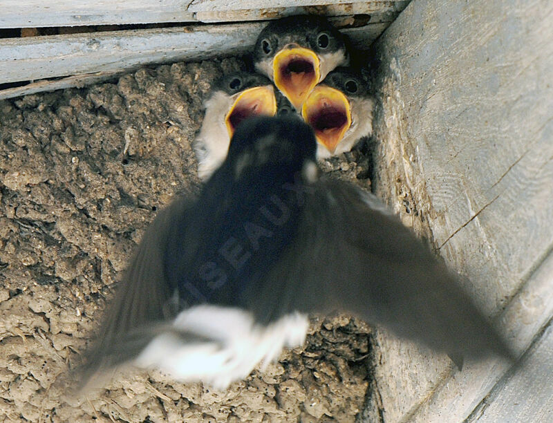 Western House Martin