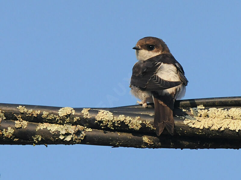 Western House Martin