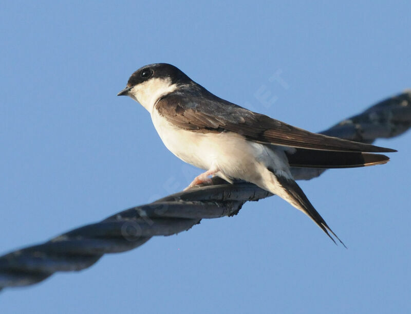 Western House Martin