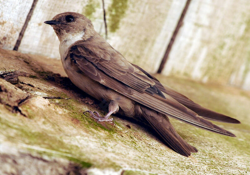 Eurasian Crag Martin female adult