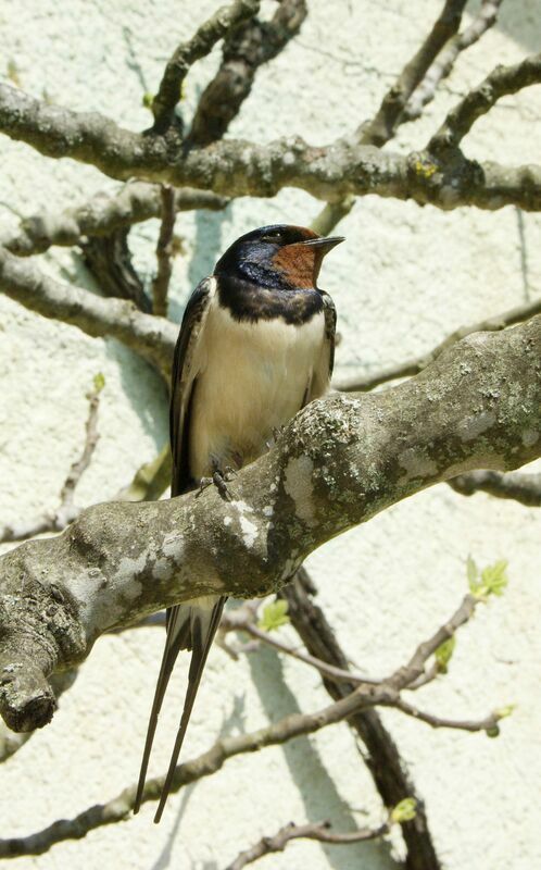 Hirondelle rustique mâle adulte nuptial