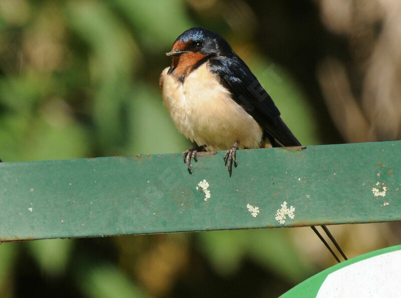 Barn Swallow