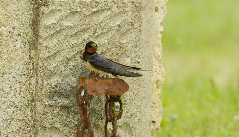 Hirondelle rustique mâle adulte nuptial