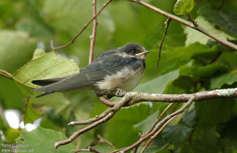 Hirondelle rustiquejuvénile, identification