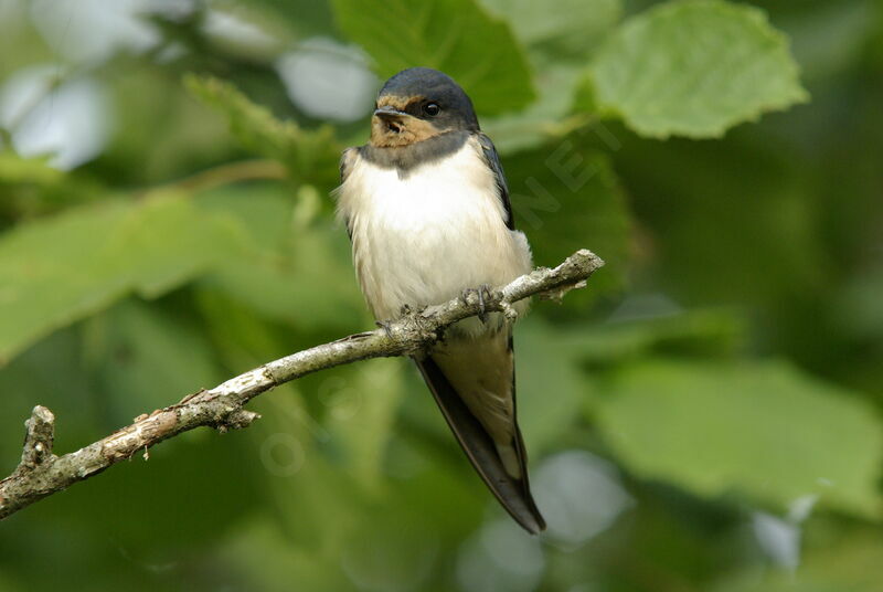 Hirondelle rustiquejuvénile, identification