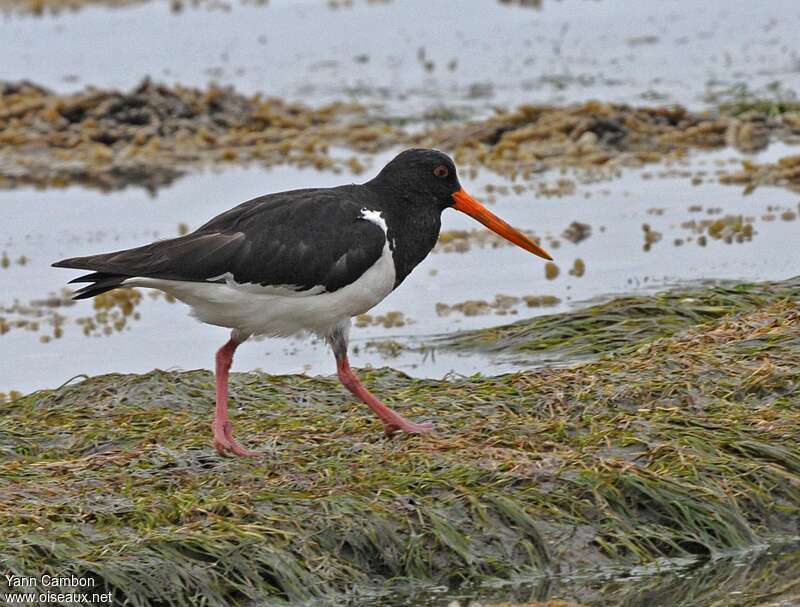 South Island Oystercatcher, habitat, pigmentation