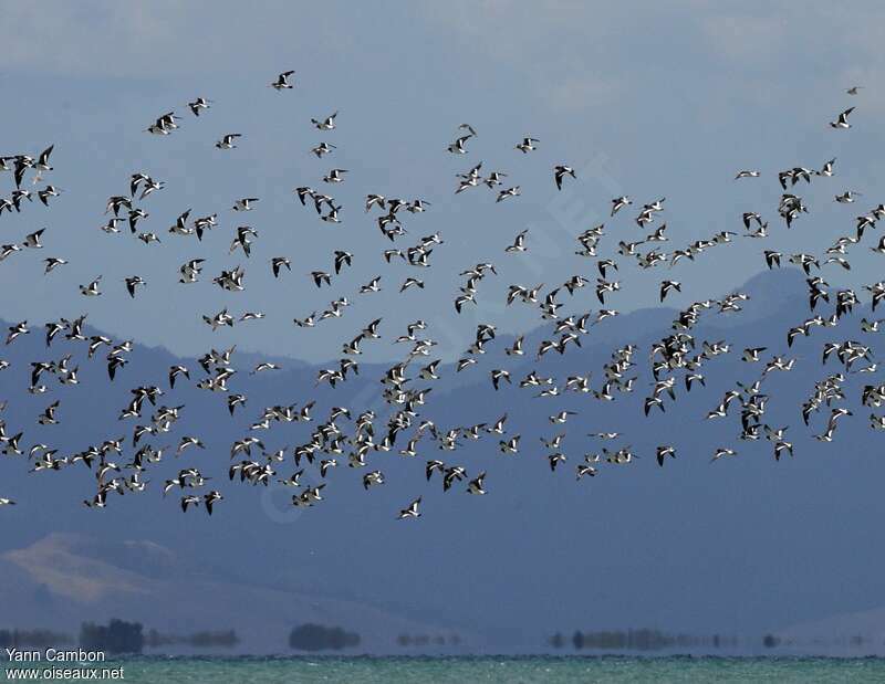 South Island Oystercatcher, Flight